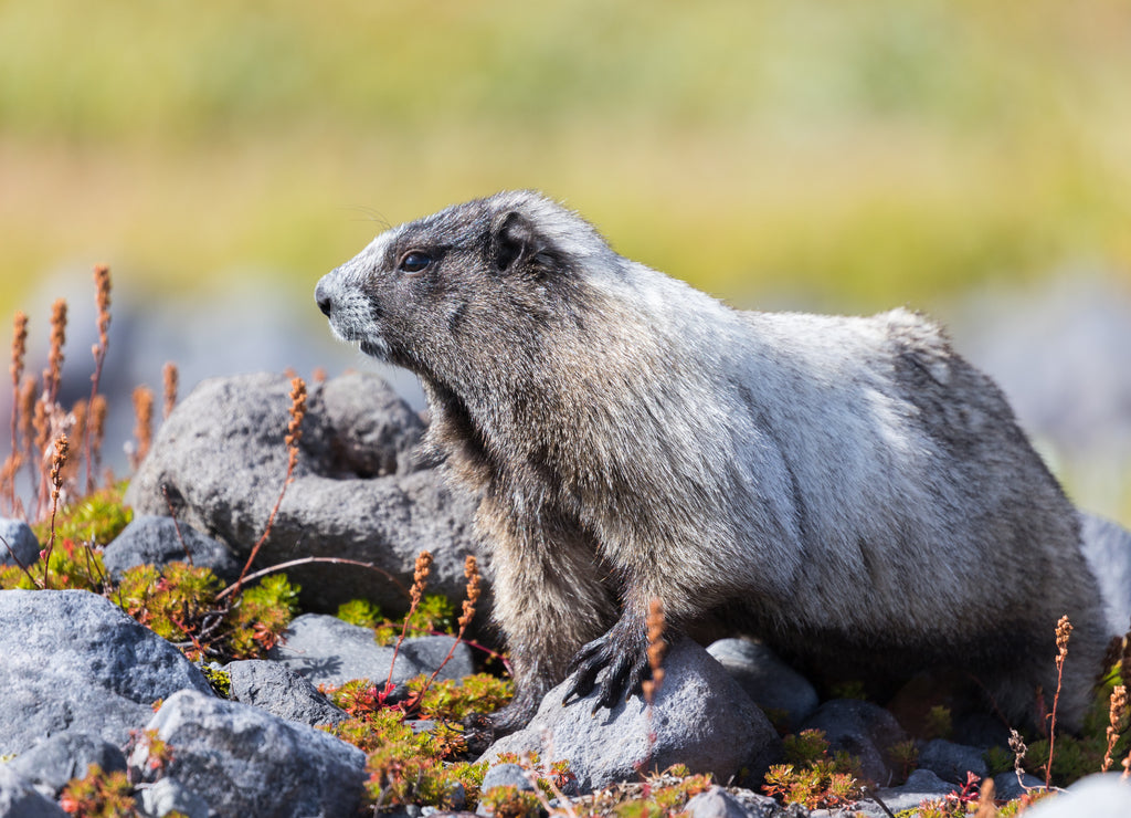 A hoary marmot in a meadow in Mount Rainier National Park, Washington