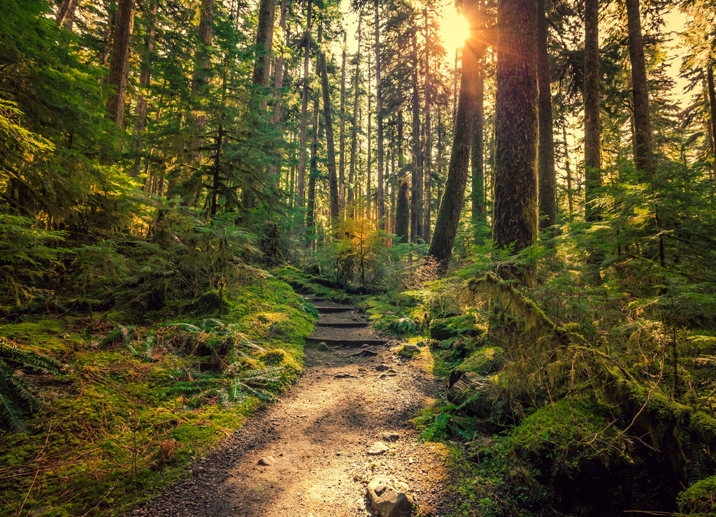 Olympic National Forest, Olympic National Park, Washington