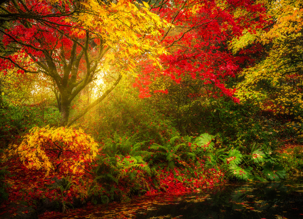 Dreamy fall foliage landscape in Seattle's Washington Park Arboretum botanical Garden