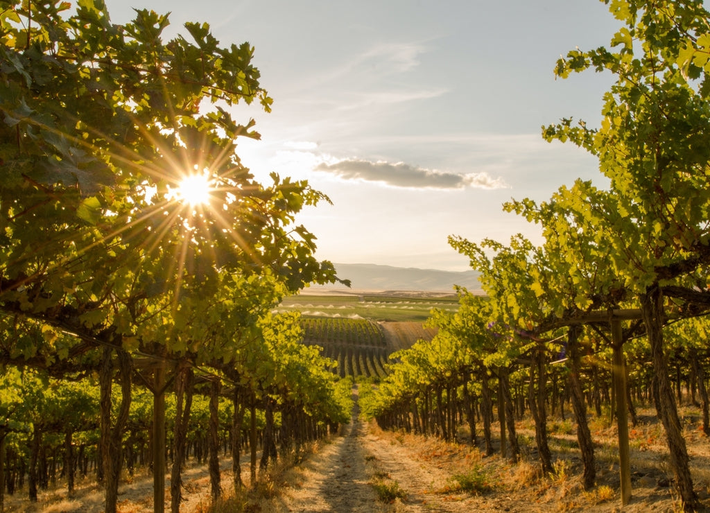 A Close up view of a Vineyard on a hill at sunset - Washington state