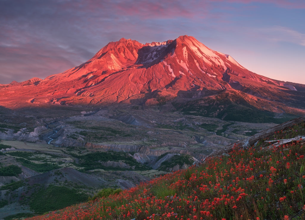 The breathtaking views of the volcano and amazing valley of flowers. Harry's Ridge Trail. Mount St Helens National Park, South Cascades in Washington State, USA A mountain slope is filled wildflowers