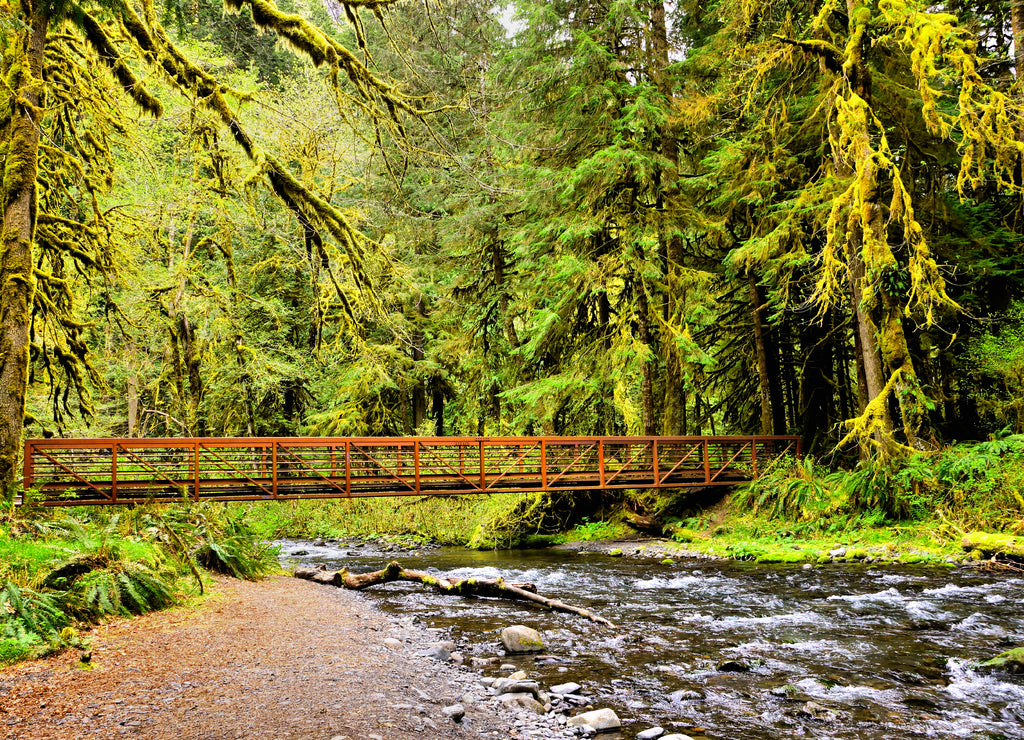 Bridge over river during springtime surrounded by moss covered trees, Olympic National Park, Washington, USA