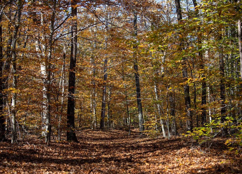 autumn trail view at jug bay wetlands sanctuary natural resources area in southern anne arundel county maryland