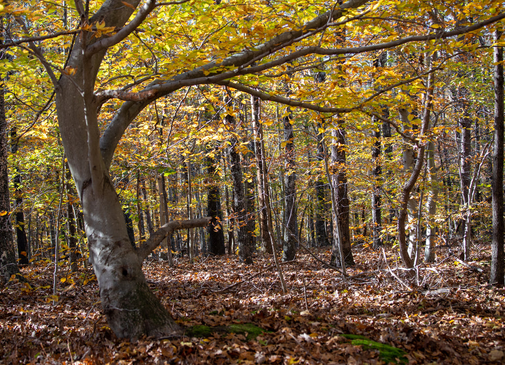 autumn trail view at jug bay wetlands sanctuary natural resources area in southern anne arundel county maryland