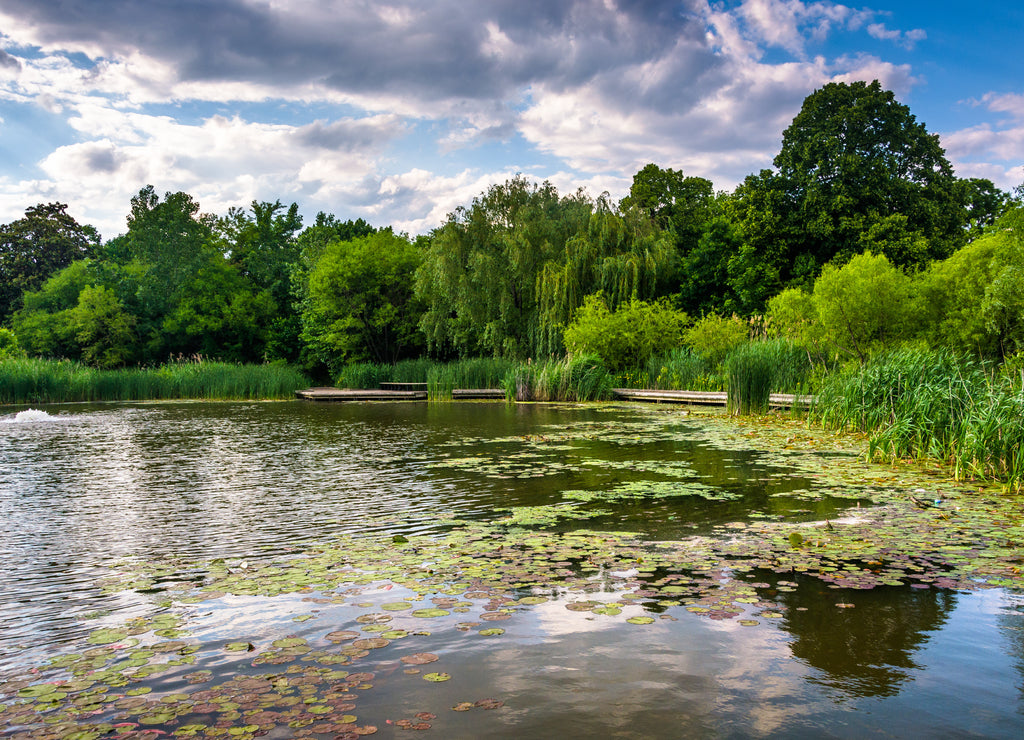 Lily pads in the pond at Patterson Park in Baltimore, Maryland