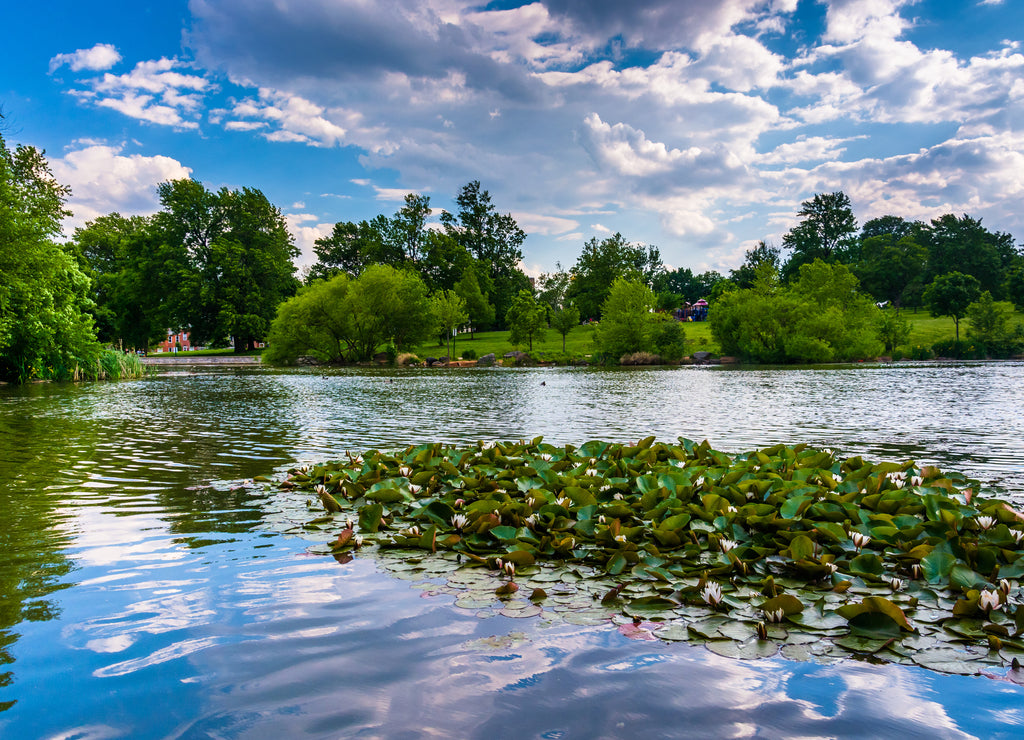 Lily pads in the pond at Patterson Park in Baltimore, Maryland