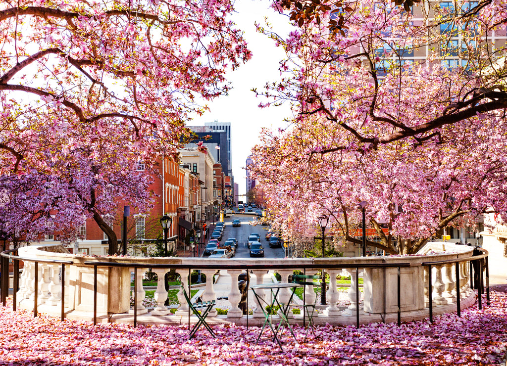 Baltimore city with flowering magnolia in spring, Maryland