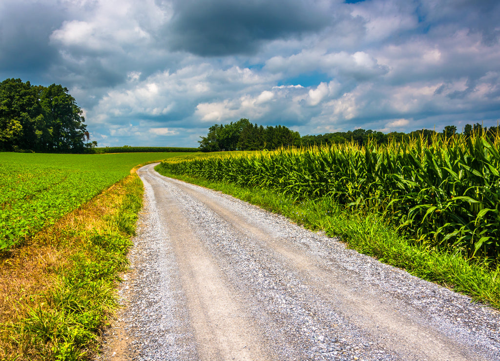 Corn fields along a dirt road in rural Carroll County, Maryland