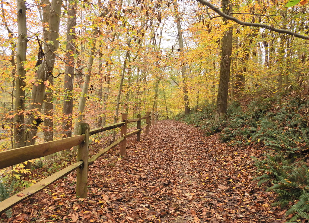 Beautiful fall foliage along the hiking trails in Fair Hill, Cecil County, Maryland