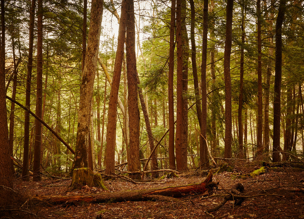 A stand of old growth hemlock forest at Swallow Falls State Park, Oakland, Garrett County, Maryland, USA