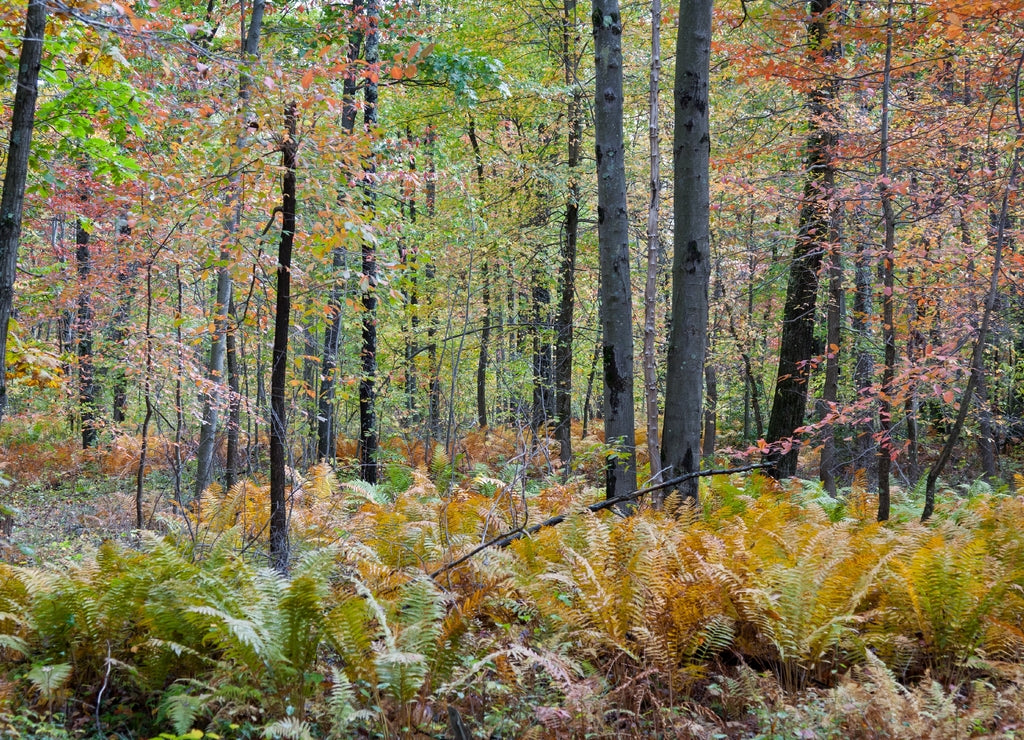 Low angle shot of forest with fall color and wild ferns in Garrett Country Maryland