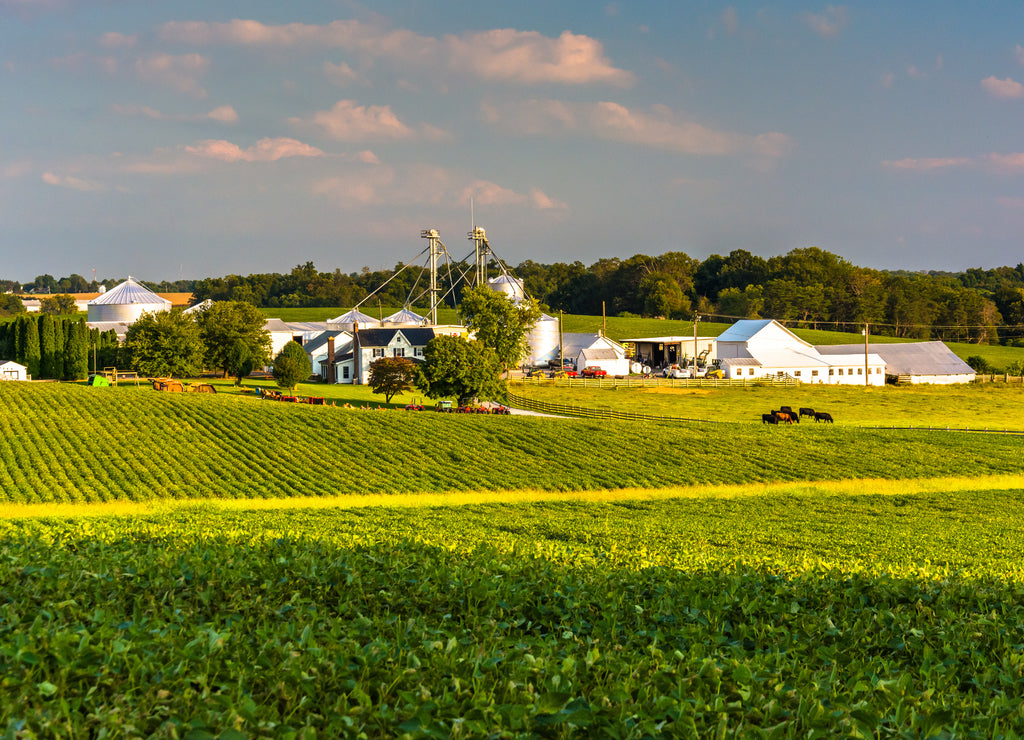 Evening light on farm fields in Howard County, Maryland