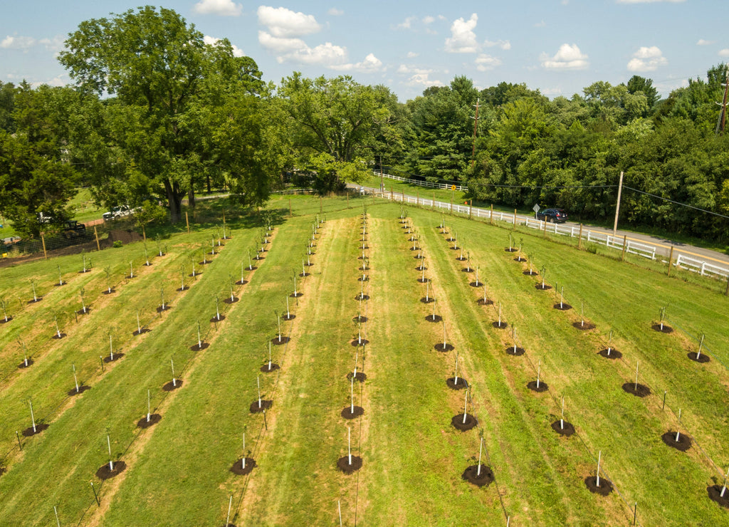 Tree Orchard in Potomac, Montgomery County, Maryland