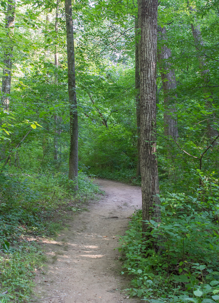 Hiking trail through the woods in Montgomery County Maryland