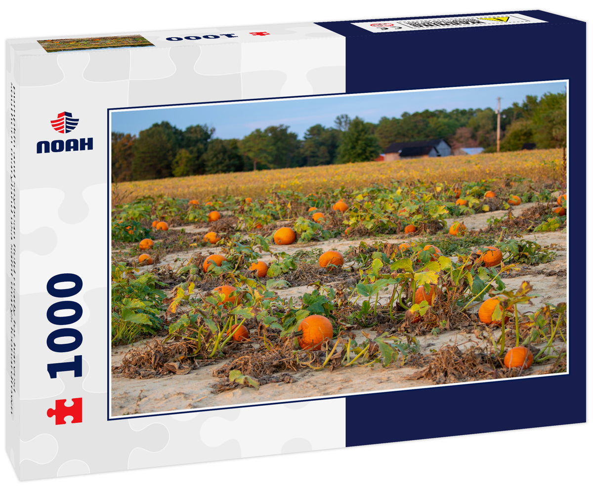 pumpkin and soybean field ready for harvest southern maryland usa saint marys leonardtown