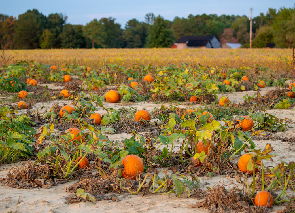 pumpkin and soybean field ready for harvest southern maryland usa saint marys leonardtown