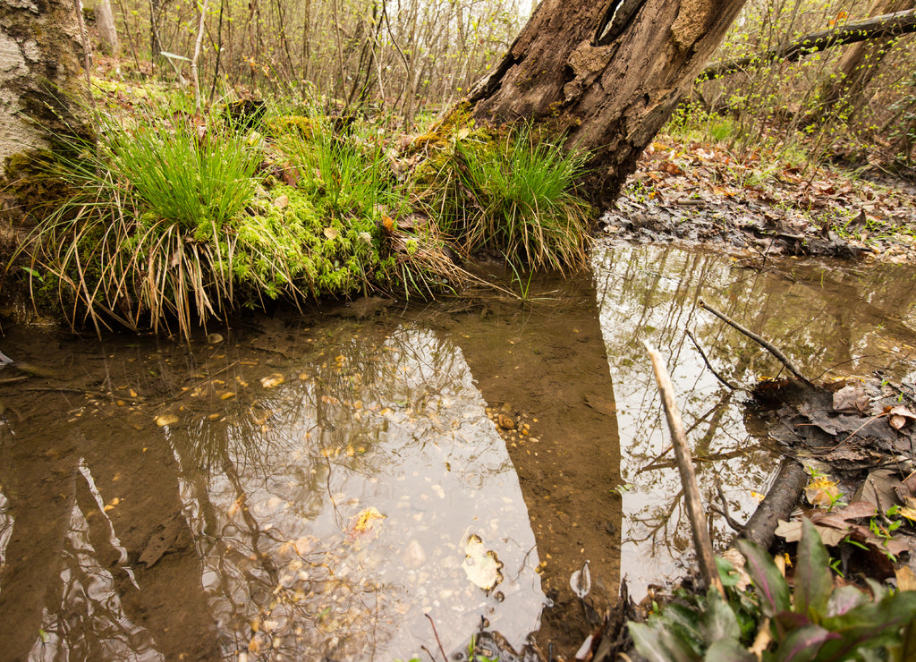 A creek flowing through a forest. St. Mary's River State Park, Leonardtown, Maryland, USA