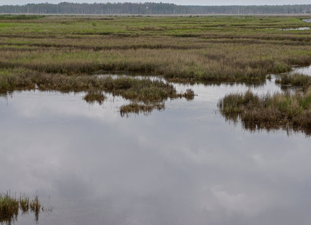 Marshland on Deal Island, Somerset County, Maryland, USA. Deal Island is one of many land masses in the Chesapeake Bay that is shrinking due to a combination of its low elevation and storm erosion
