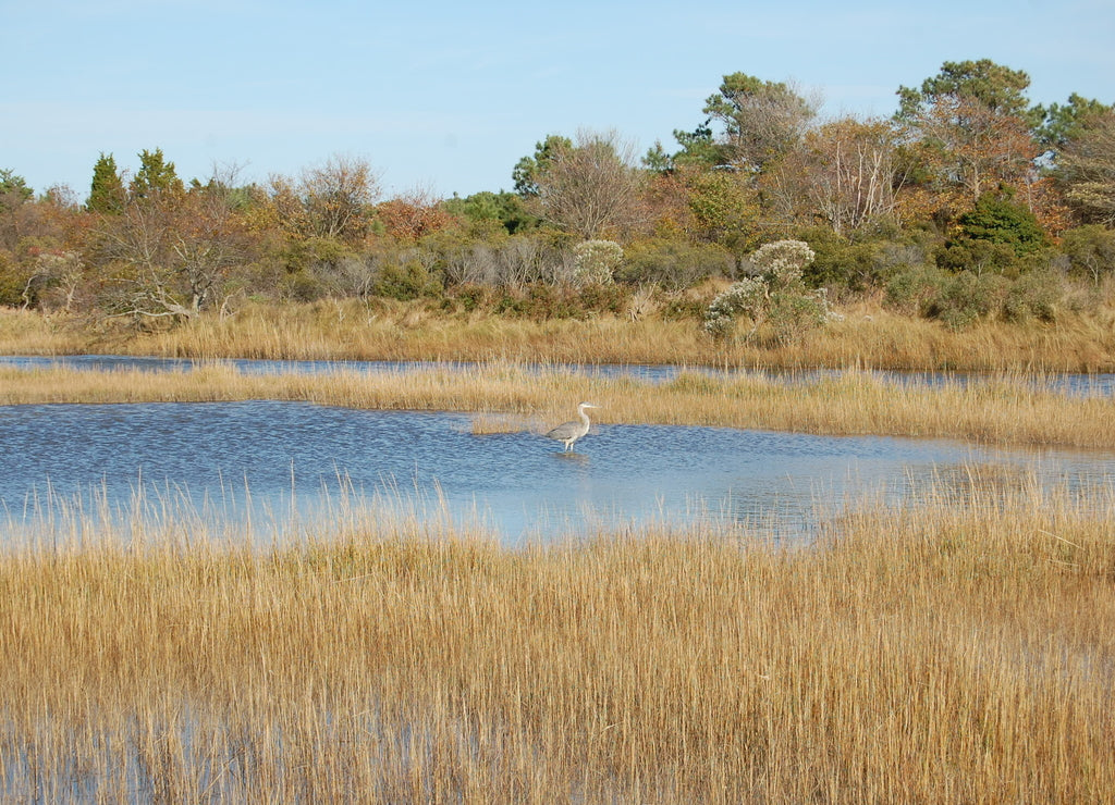 The beautiful scenery of Assateague Island, in Worcester County, Maryland