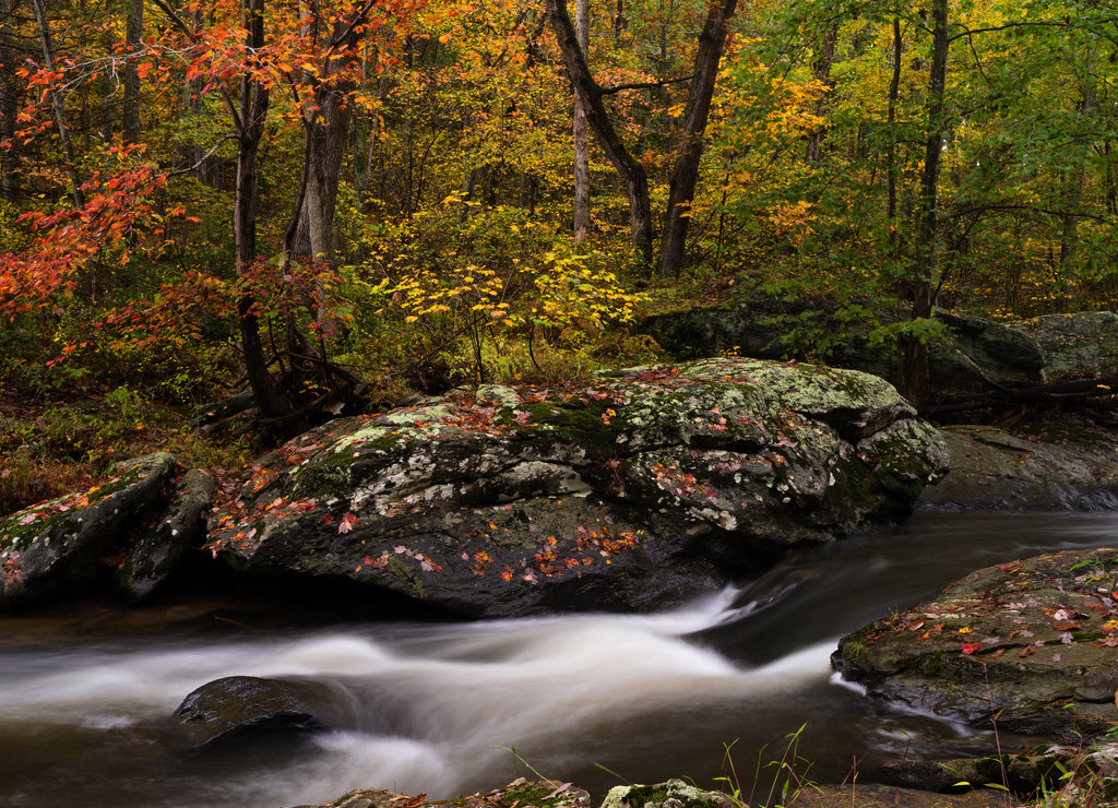 The cold clear waters of Deer Creek meander their way through steep ravines of green and golden foliage on their way to empty into the Susquehanna River, Maryland