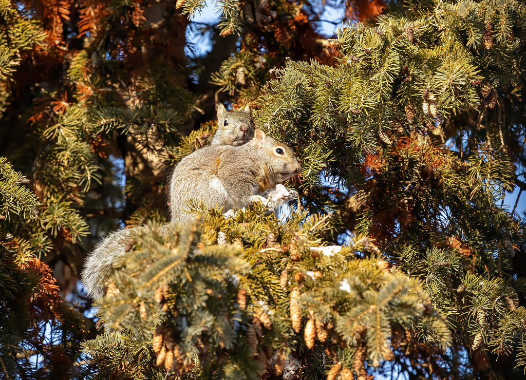 Squirrels. Couple of Eastern gray squirrels in winter. Squirrels in the sun in winter on spruce tree. Natural scene from Wisconsin