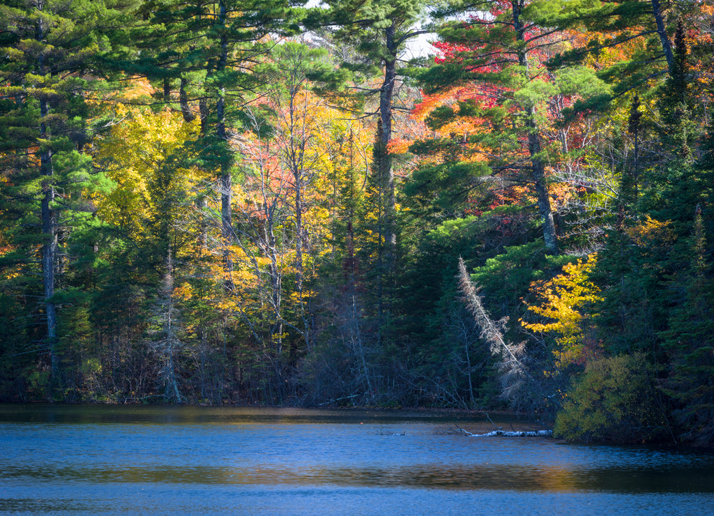 Fall color on the shoreline of a secluded north woods lake in northern Wisconsin, USA