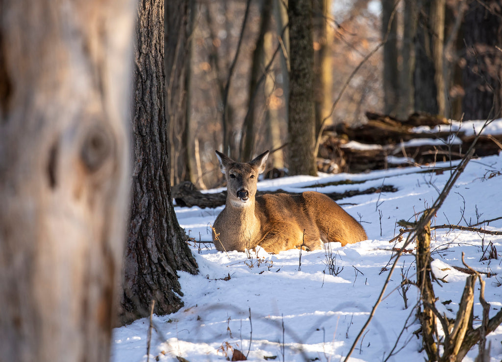 Deer. The white-tailed deer also known as the whitetail or Virginia deer in winter on snow. White taild deer is the wildlife symbol of Wisconsin and game animal of Oklahoma