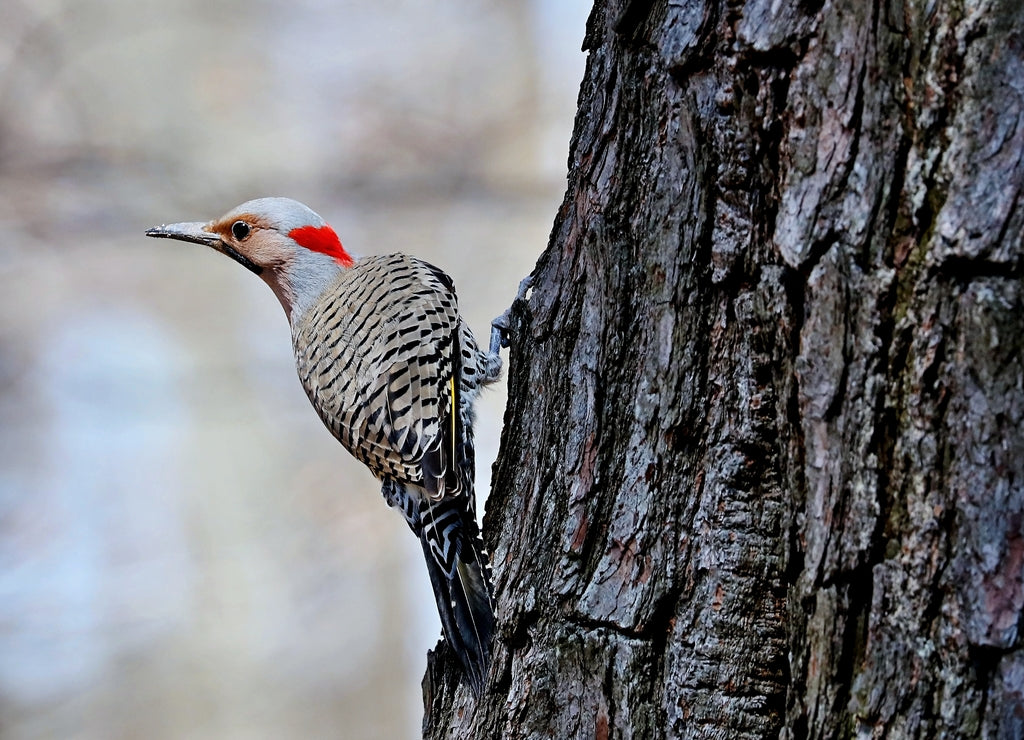 The northern flicker on spring in Wisconsin state park