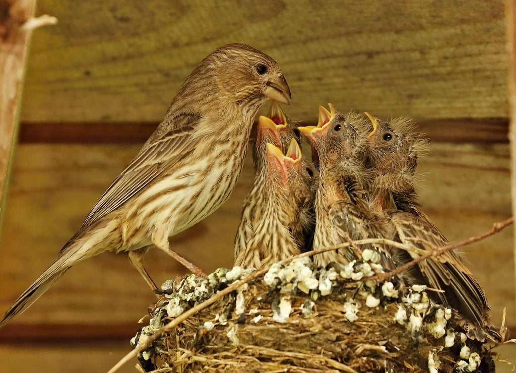 Female house finch (Haemorhous mexicanus) feeding youngs in a nest.Natural scene from Wisconsin