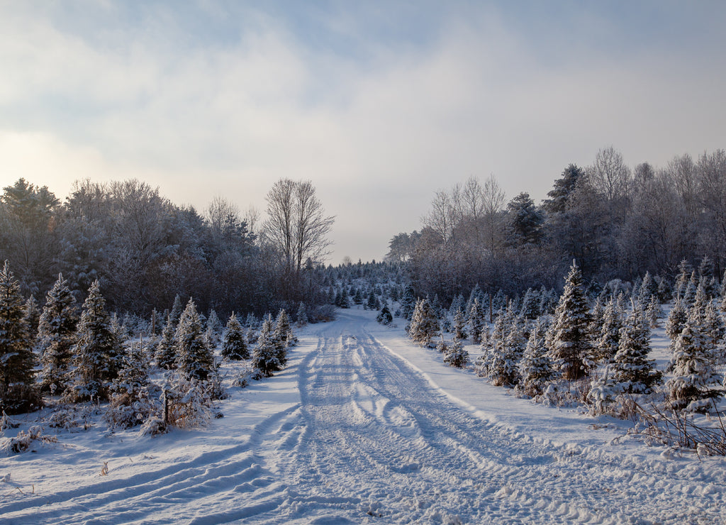 Snow covered road in a Wisconsin forest on a January afternoon