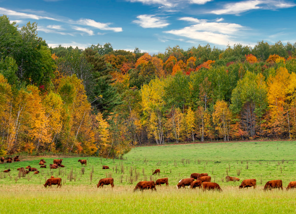 Grazing Cattle in Autumn in Wisconsin