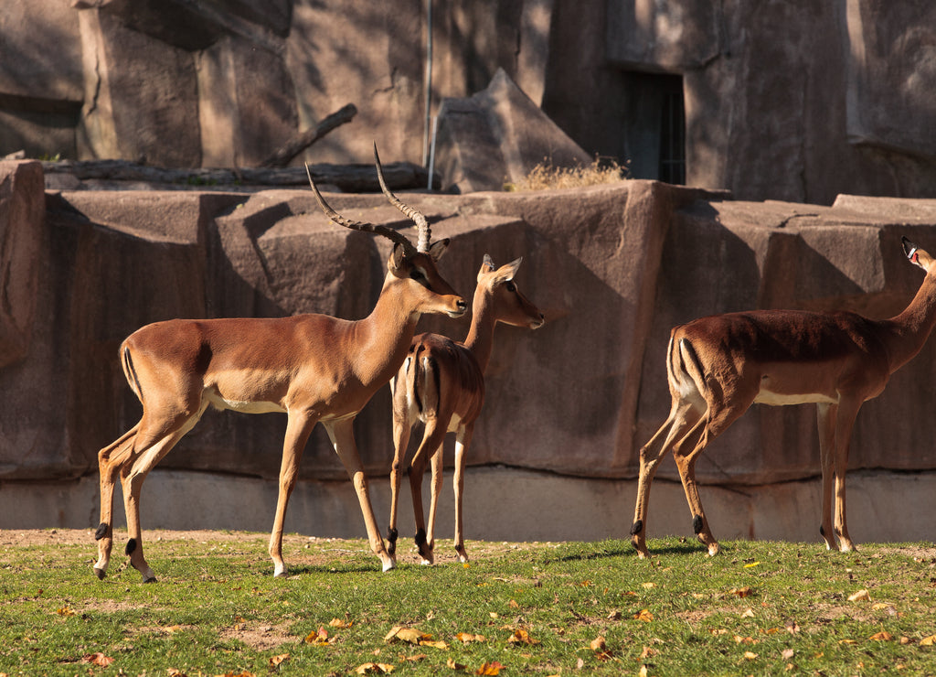 Impala at the Milwaukee County Zoo, Milwaukee, Wisconsin