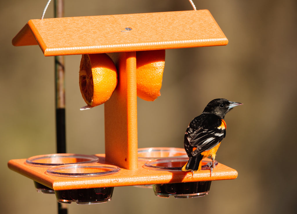 Baltimore Oriole on a jelly feeder in mid-May in Wisconsin, as if it is listening to something in the distance