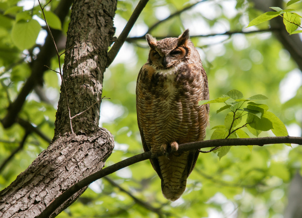 Great Horned Owl, Wisconsin