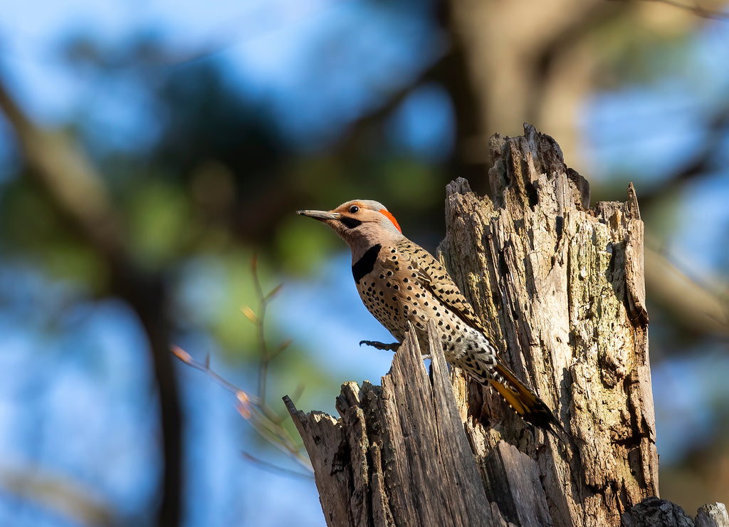 Bird. The northern flicker in spring. Natural scene from state park of Wisconsin