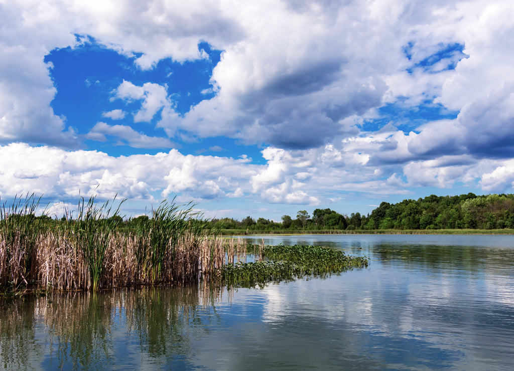 Looking out over a rural Wisconsin lake, Ashippun Lake in Waukesha county. Cumulus clouds are reflected in the calm waters. Shoreline is covered by cattails and lilly pads