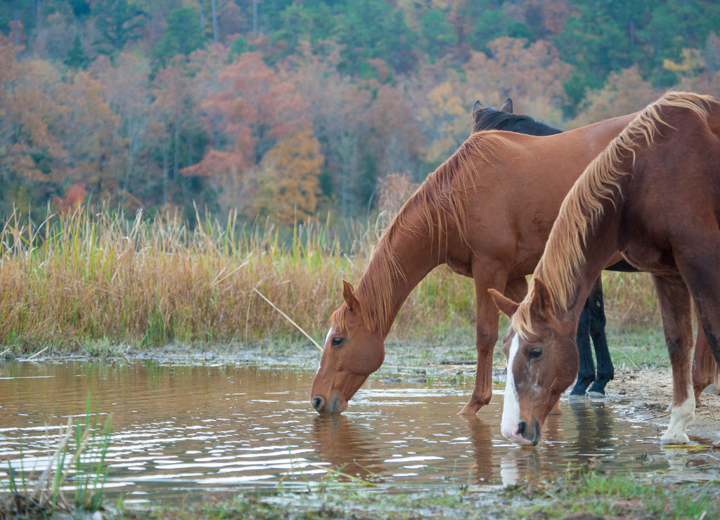 Proud Spirit Horse Sanctuary, Mena, Arkansas