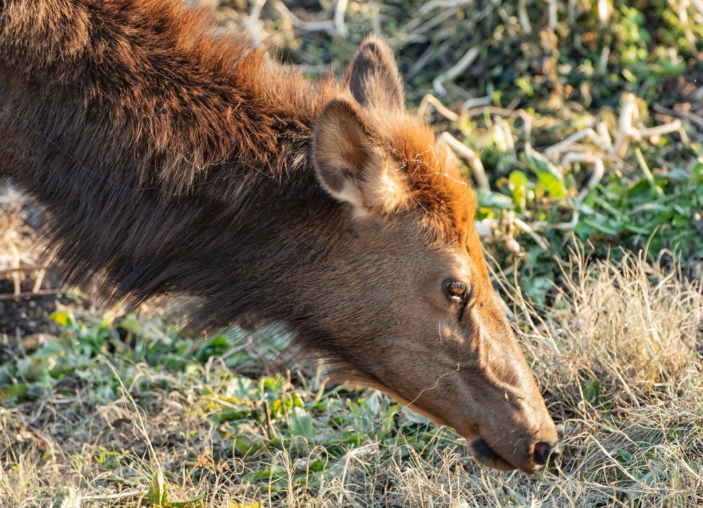 Close Up of Elk Cow Grazing in Autumn in Arkansas