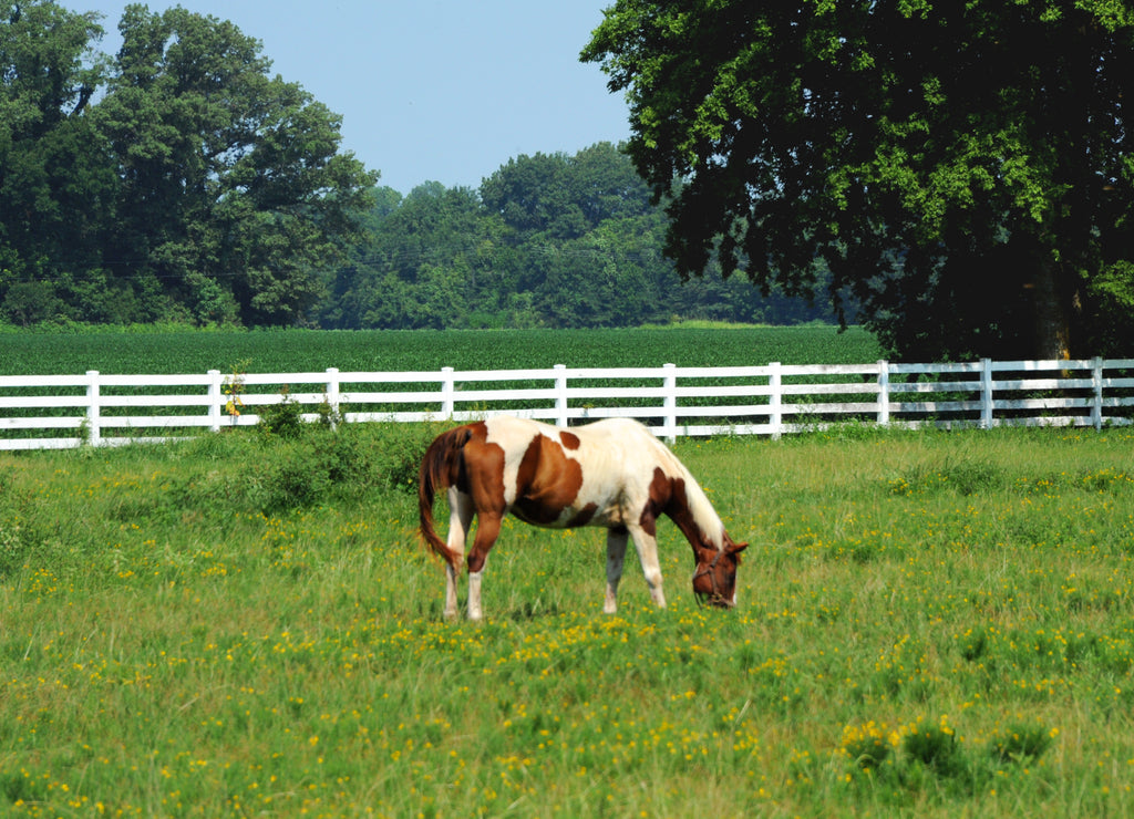 Grazing Horse in Northwestern Arkansas