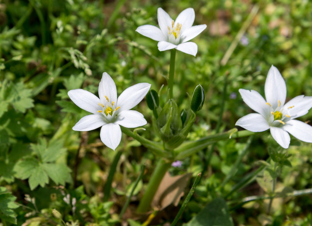 Arkansas Flowers