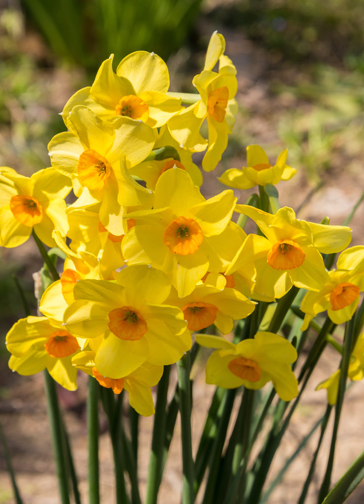 Arkansas Flowers