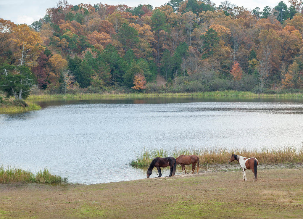 Horses drinking from lake waterof Mena, Arkansas at Proud Spirit Horse Rescue with backdrop of autumn trees