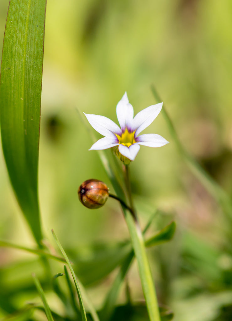 Arkansas Flowers