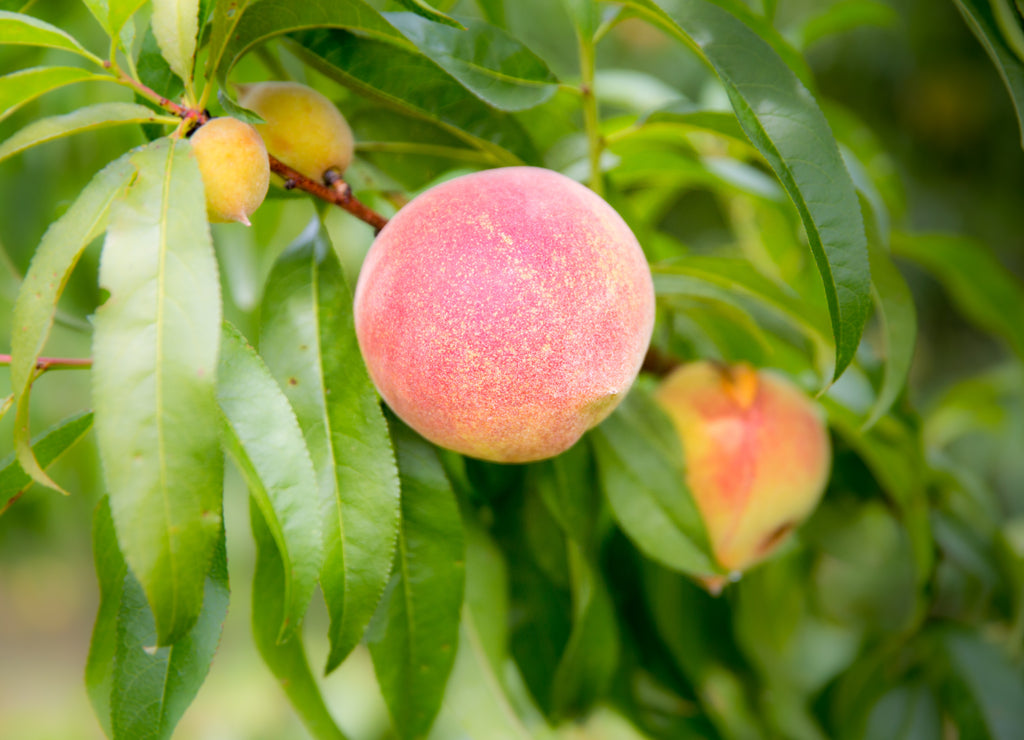 Fresh Arkansas peach tree ripe fruit