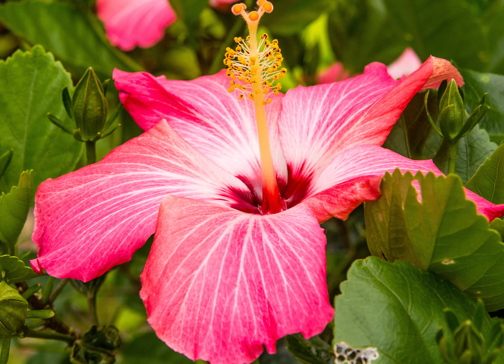 Arkansas Flowers