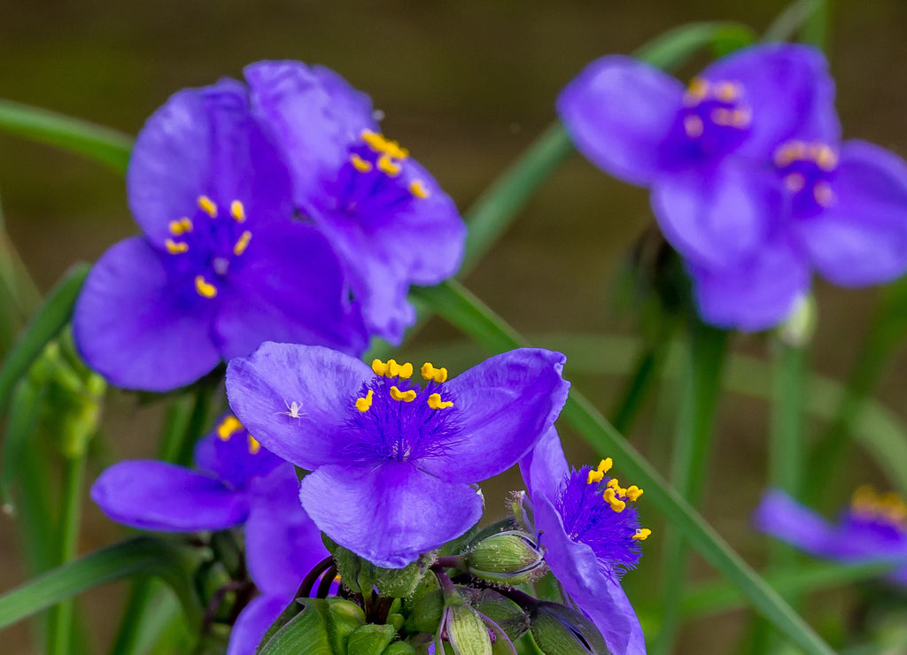 Arkansas Flowers