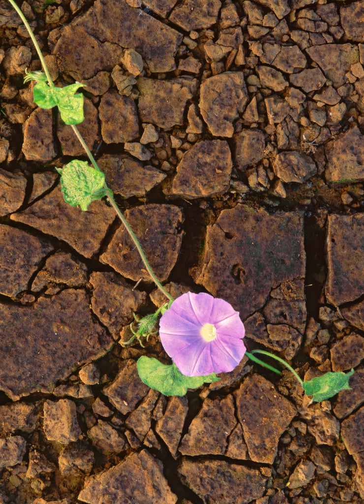USA, Arkansas, Ouachita National Forest
