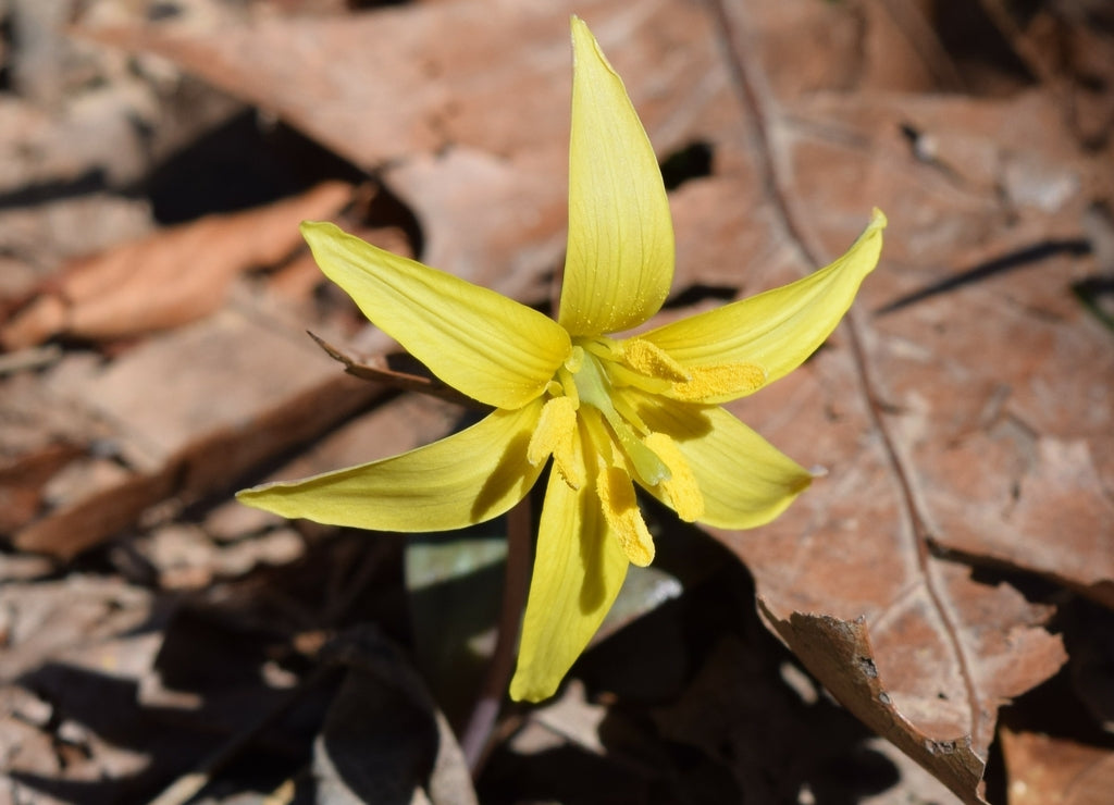 Erythronium rostratum Ouachita National Forest Arkansas