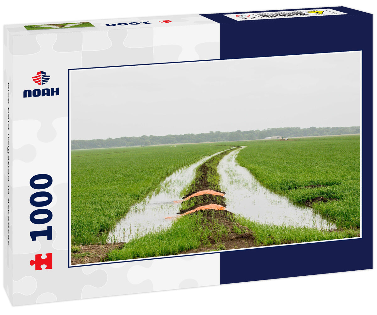Rice field irrigation in Arkansas