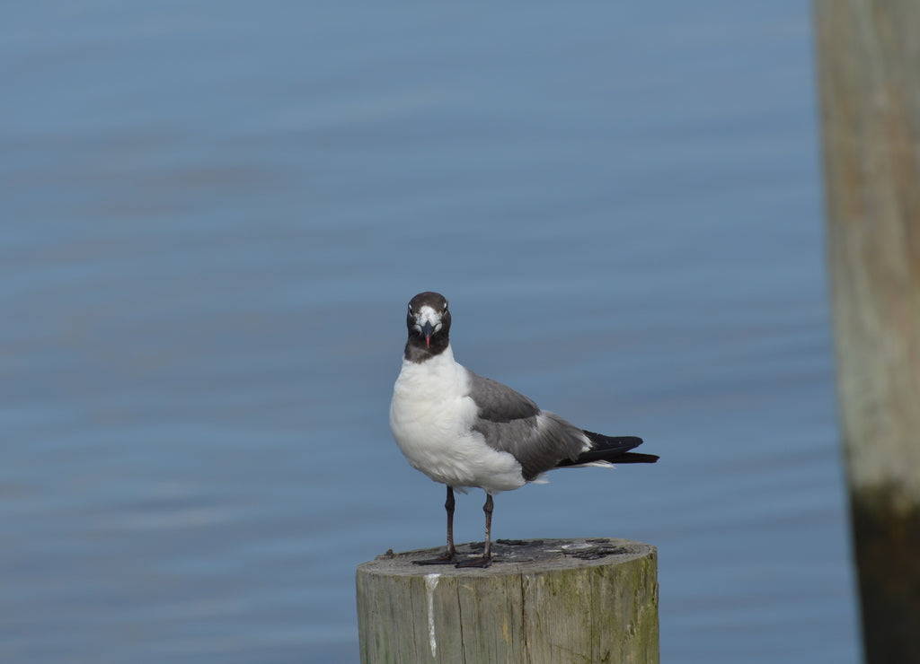 gabbiano sul pontile di un fiume il Louisiana